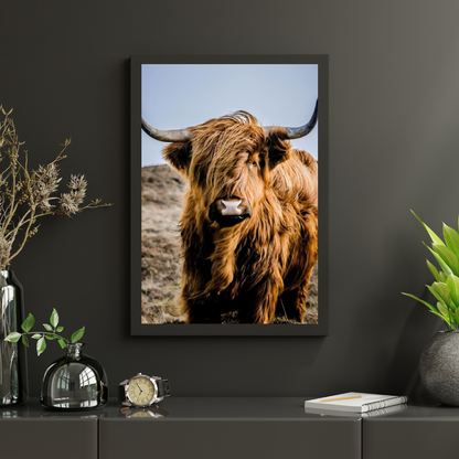 Diamond Painting Szkocki Wysokogórski - Portret niezwykłego Szkockiego Wysokogórskiego - SEOS Shop ®