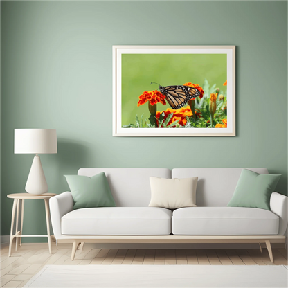Diamond Painting Motyl - SEOS Shop ®