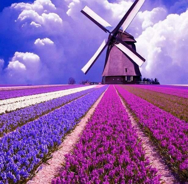 Diamond Painting Fioletowe tulipany z wiatrakiem - SEOS Shop ®