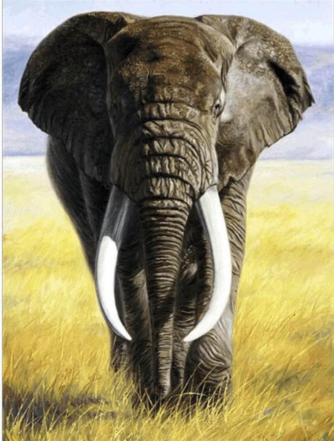 Diamond Painting Safari Słoń z kłami - SEOS Shop ®