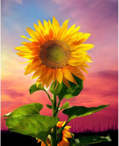 Diamond painting - Słonecznik na polu - SEOS Shop ®